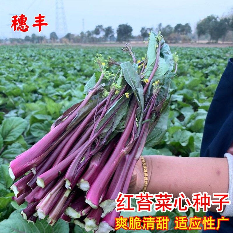 红菜苔种子紫红菜苔菜心蔬莱孑秋季秋冬菜籽菜种四季菜心南方冬季,鲜花速递/花卉仿真/绿植园艺,家庭园艺种子,淘宝优惠券,粉丝福利购,淘宝优惠卷