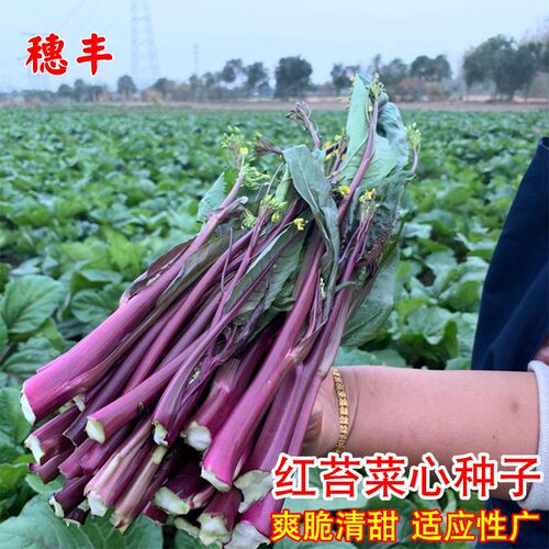 红菜苔种子蔬莱秋季南方