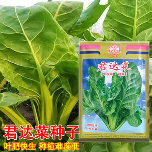 君达菜种子青梗牛皮菜种子厚皮菜种籽四季农家老品种甜菜蔬菜种孑