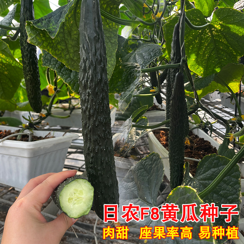 黄瓜种子高产绿心青瓜刺黄瓜种子高产早熟农家老品种黄瓜蔬菜种子