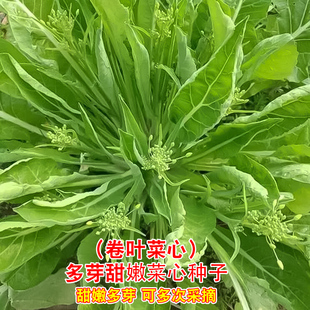 多芽菜心种籽多笋卷叶甜嫩十月柳叶菜心种子秋冬高产农家蔬菜种孑