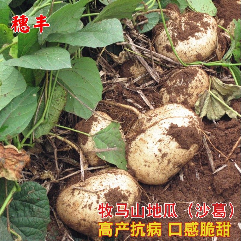 牧马山地瓜 种籽春夏季凉薯沙葛 水果白凉瓜种子四季庭院蔬菜种孑