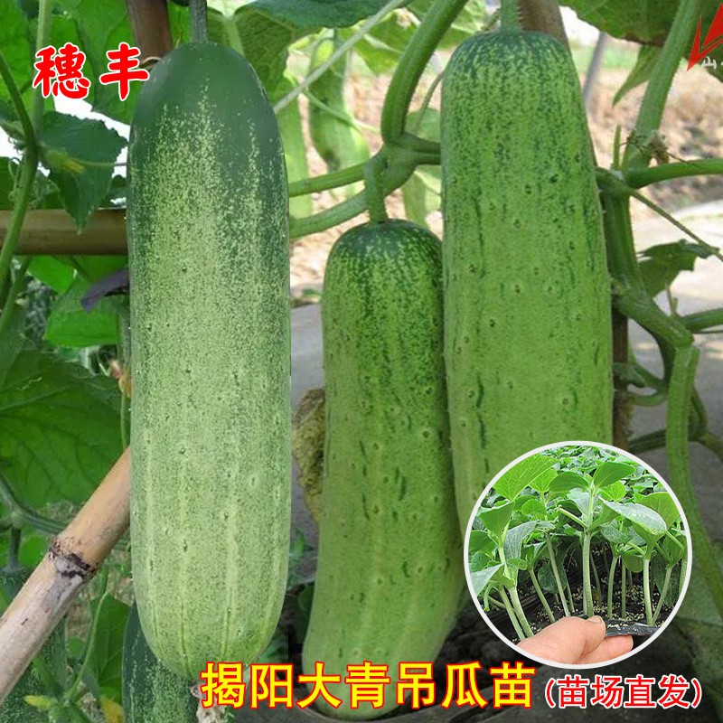 揭阳大青吊瓜苗花青黄瓜秧苗籽高产大肉青瓜秧苗四季阳台蔬菜种孑