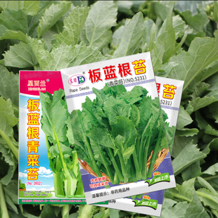 板蓝根菜苔种子四季早熟青菜苔种子农家盆栽板蓝根小青菜蔬菜种孑