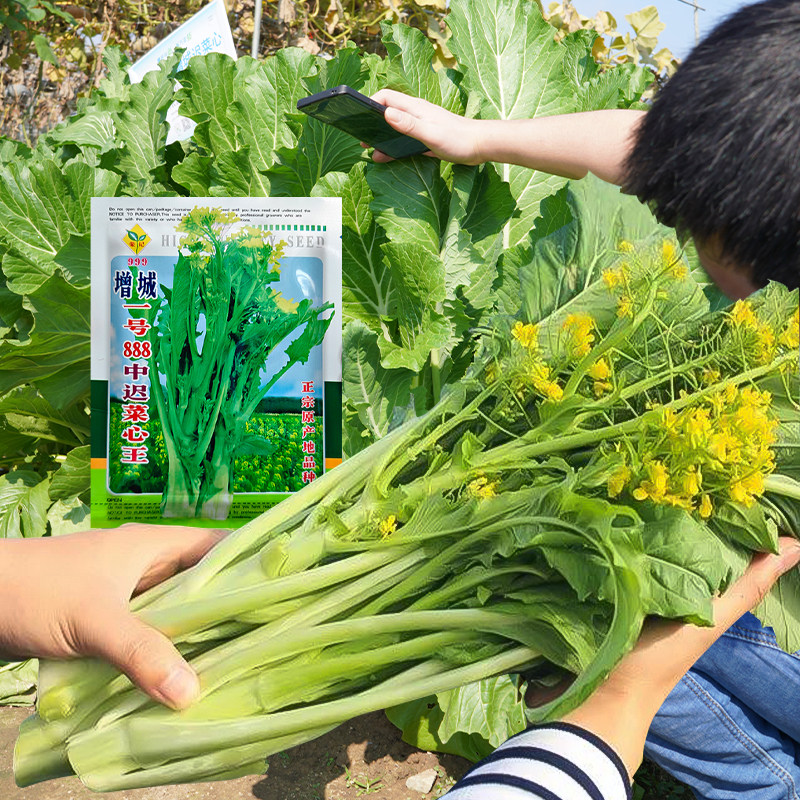 增城迟菜心种子中迟熟甜菜苔种子脆嫩多心多笋子农家大田蔬菜种子图片