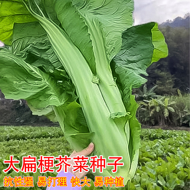 扁梗大芥菜种子四季甜芥菜种子大叶芥菜种孑农家大田酸菜蔬菜种子,鲜花速递/花卉仿真/绿植园艺,家庭园艺种子,淘宝优惠券,粉丝福利购,淘宝优惠卷