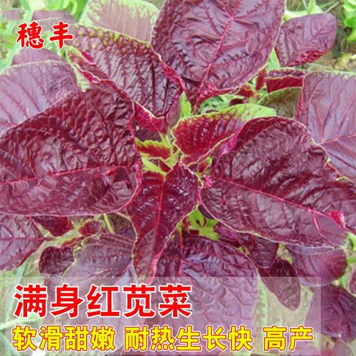 满身红苋菜蔬菜春秋圆叶汗菜