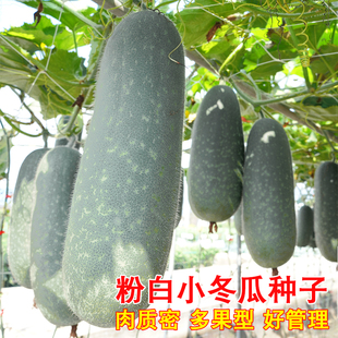 粉皮小冬瓜种子苗秧小黑皮冬瓜籽四季播种蔬菜种高产春秋季毛节瓜