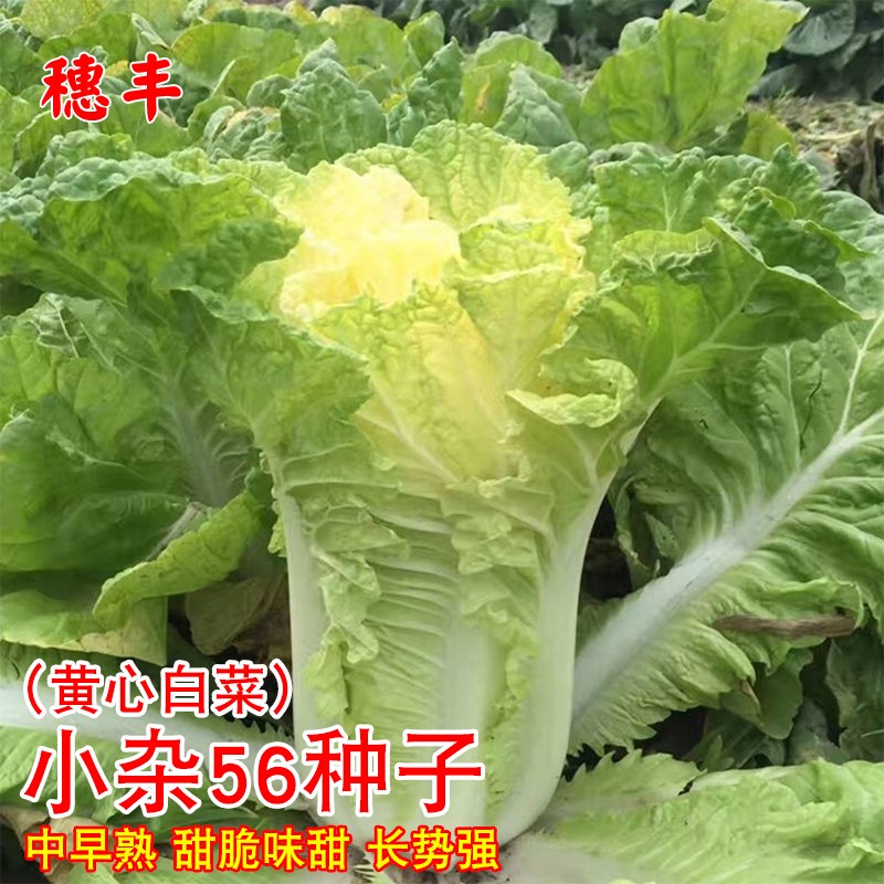 小杂56黄心白菜籽大白菜种子白菜种籽四季白菜老品种农家蔬菜种孑