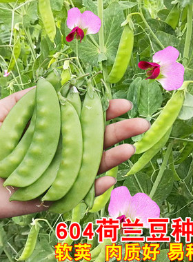 荷兰豆种籽红花软荚荷兰豆种子农家阳台搭架紫花豌豆种籽蔬菜种籽