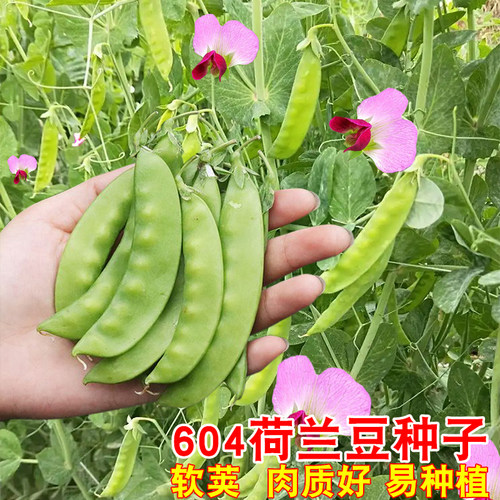 荷兰豆种籽红花软荚荷兰豆种子农家阳台搭架紫花豌豆种籽蔬菜种籽