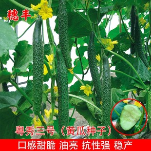 黄瓜种子青肉绿瓤密刺油亮青瓜种孑农家高产耐热春秋四季蔬菜种孑