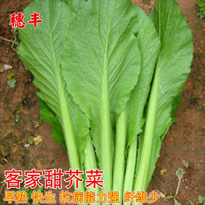 芥菜种子客家本地大叶甜竹芥菜种籽耐寒青菜春秋冬季种蔬菜种孑籽