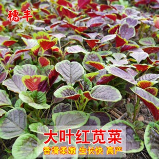 大叶红苋菜种子四季播汗菜高产农家大田种植蔬菜阳台盆栽蔬菜种子