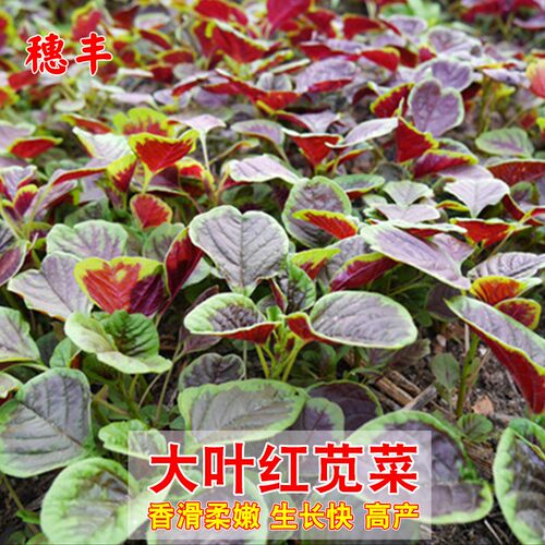 盈科农家大叶红苋菜四季播