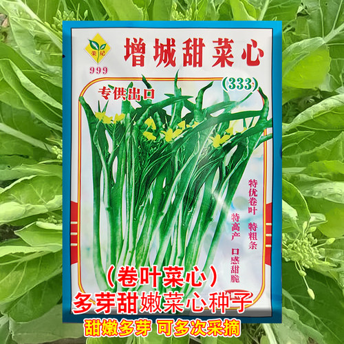 增城迟菜心种籽广东十月柳叶卷叶甜菜心种子农家秋冬青菜蔬菜种孑