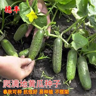 爬满地水果黄瓜种孑懒人地爬黄瓜种子不搭架四季播种青瓜吊瓜种子