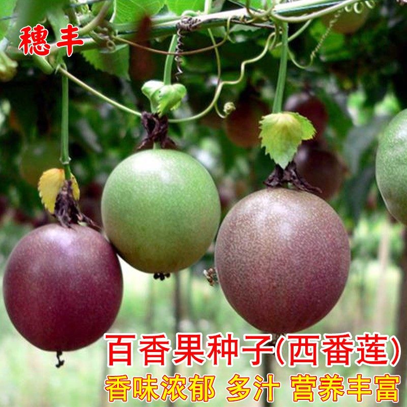百香果种子春秋季播阳台盆栽紫西番莲鸡蛋果种籽四季高产水果种孑