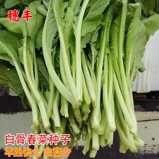 白骨春菜种籽潮汕春菜种子小芥菜种子早熟四季阳台春菜籽蔬菜种子