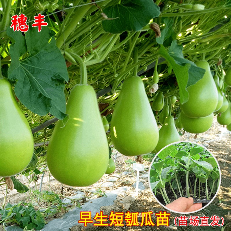 华木春秋早生瓠瓜苗高产
