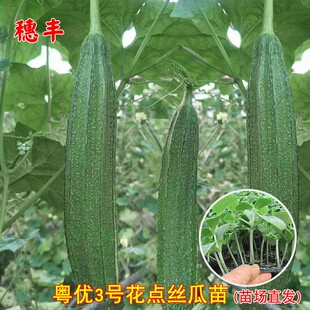 花点大肉丝瓜苗种子香甜丝瓜菜春季耐热高产四季阳台盆栽蔬菜种苗