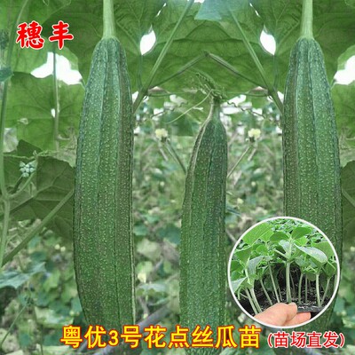 花点大肉丝瓜苗种子香甜丝瓜菜春季耐热高产四季阳台盆栽蔬菜种苗