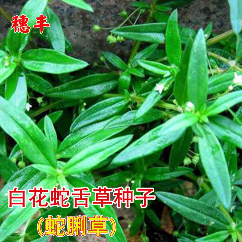 白花蛇舌草种子半枝莲种籽蛇脷草百花羊须草四季盆栽中草药材种孑