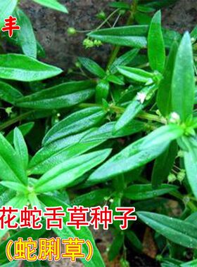白花蛇舌草半枝莲四季盆栽种子