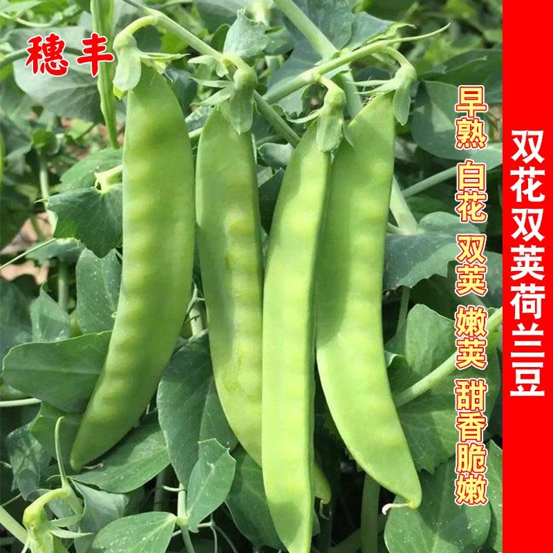 双花双荚软荚荷兰豆种子高产豌豆种籽秋冬季四季农家菜园蔬菜种孑,鲜花速递/花卉仿真/绿植园艺,家庭园艺种子,淘宝优惠券,粉丝福利购,淘宝优惠卷