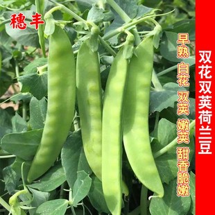 双花双荚软荚荷兰豆种子高产豌豆种籽秋冬季四季农家菜园蔬菜种孑