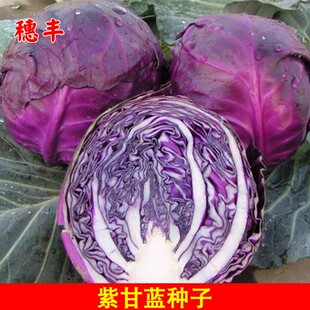 紫甘蓝种子 紫色包菜种籽 农家早红洋白菜四季播种新品种蔬菜种孑