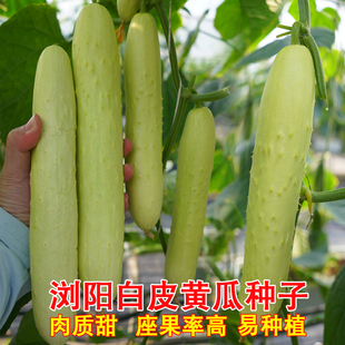 浏阳白皮黄瓜种孑白玉黄瓜白青瓜秧苗盆栽高产春秋季农家蔬菜种子