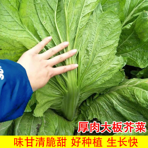 农家芥菜本地秋季种子