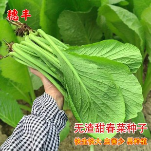 无渣甜春菜种子四季潮州春菜种子芥菜籽耐热四季阳台盆栽蔬菜种孑