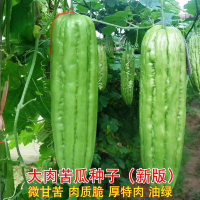 大肉苦瓜苗种子广东青皮苦瓜爬藤高产春秋季播农家大田菜园蔬菜孑