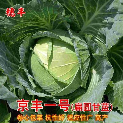 包心菜包心菜春季甘蓝包菜春季