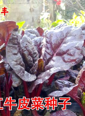 红牛皮菜种籽红叶甜菜阳台盆栽