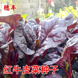 红牛皮菜种籽红叶甜菜莙荙菜紫叶红叶蔬菜种子四季播耐寒阳台盆栽
