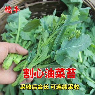 改良割心油菜苔种子油菜心菜薹四季 播耐热农家田园阳台蔬菜种籽孑