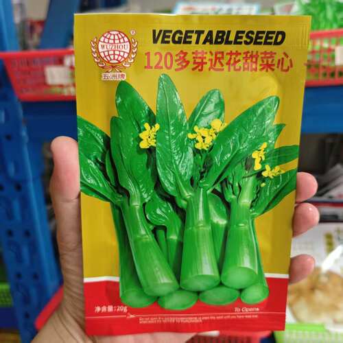 120天多芽迟花粗条油青甜菜心种子晚熟耐寒农家青菜四季蔬菜种籽