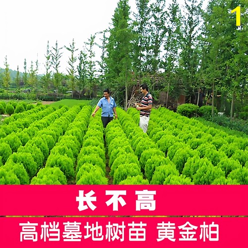 墓地松柏球带土发货好成活