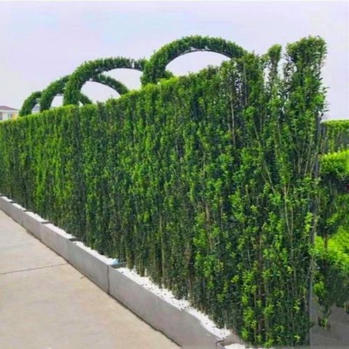 庭院围墙耐寒专用篱笆树苗