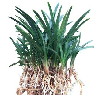 日本矮麦冬草苗正宗玉龙草苗北方冬季耐寒庭院绿化植被草坪沿阶草