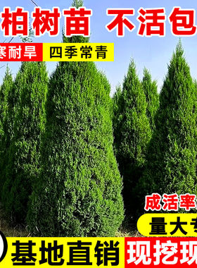 【大土球一次栽活】墓地松柏
