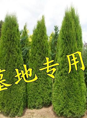 【大土球一次栽活】墓地松柏
