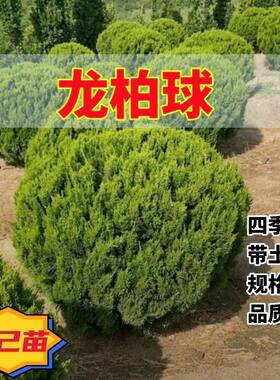 松柏球大土球包成活耐寒