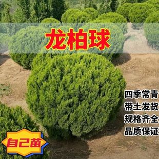 柏树球松柏树苗龙柏树苗小龙柏绿篱色块 龙柏球四季常青 球塔柏球