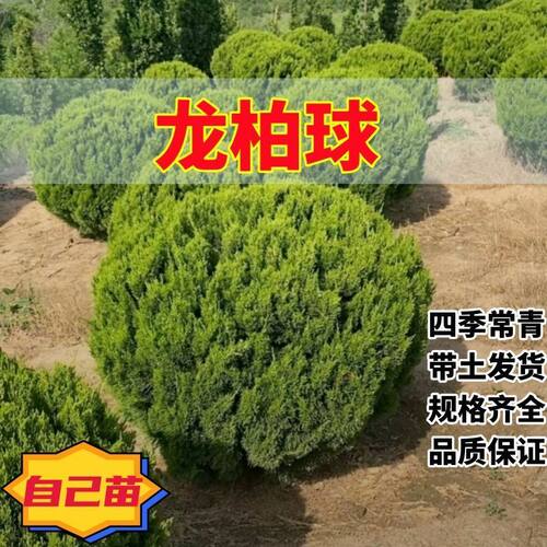 松柏球大土球包成活耐寒