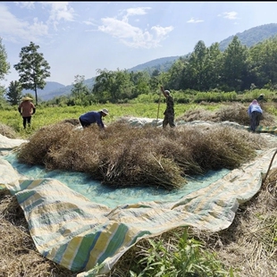 打菜籽神器油菜籽油菜过滤网专用过滤可折叠家用渔网布收晒干省力