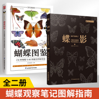 【全2册】蝴蝶图鉴全新升级版+蝶影  **珍稀蝴蝶手绘观察笔记158种蝴蝶与60种蛾类的特征图鉴图解珍藏科普读物指南蝴蝶家族生态